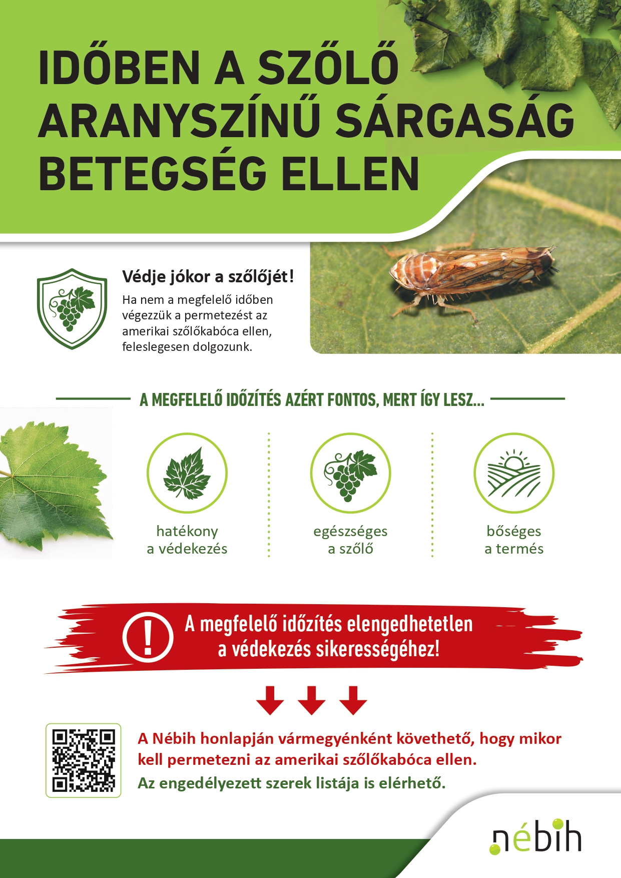 Időben a szőlő aranyszínű sárgaság betegség ellen_színes_page-0001