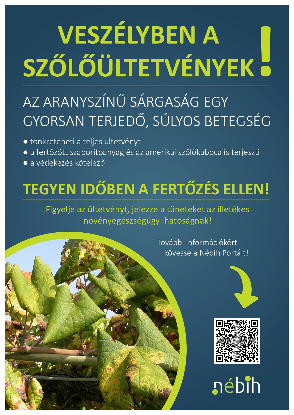 Veszélyben a szőlőültetvények_színes_2026